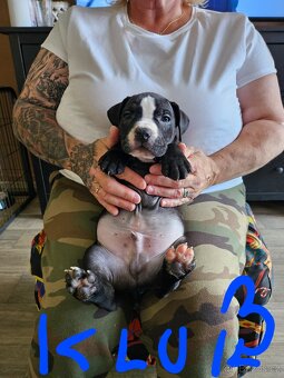 Štěňátka Pitbulla prodám - 7