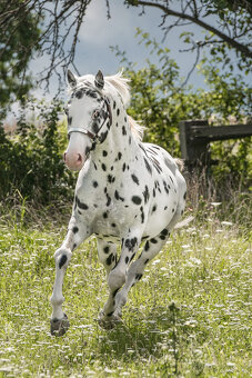Appaloosa - klisna černý leopard - 7