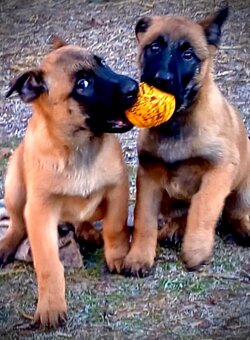BELGICKÝ OVČÁK MALINOIS - 7