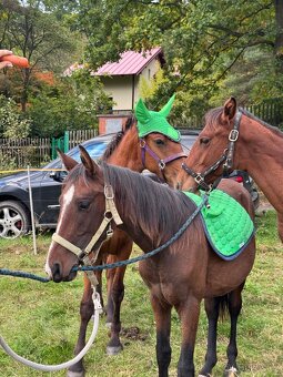 Úžasný hřebeček - 7