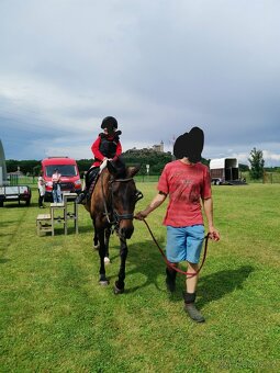 Zdravá sportovní Klisna 14 let - 7