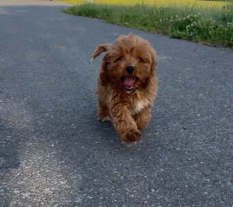 Cavapoo s registraci - 7