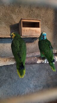 Amazoňan modročelý - 7