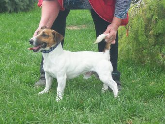 Jack Russell  teriér-hladkosrstý - 7
