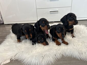 Jezevčík hladkosrstý - 7