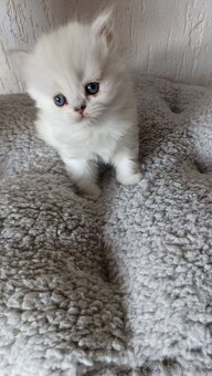 Britská kočička point s PP - 7