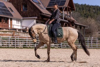 Lusitano klisna - 7
