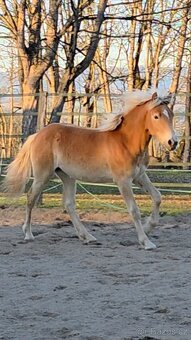 Klisna hafling - 7