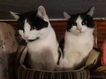 Krásná Rozárka hledá domov pro sebe a svou mámu - 7