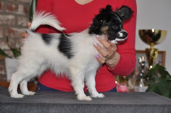 Fenka papillon - 7