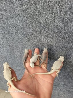 Agama vousata - 7