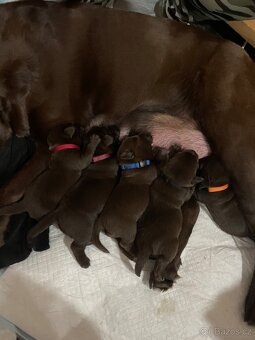 Labradorský retrívr s PP - čokoládová štěňátka - 7
