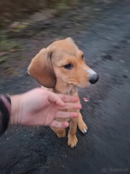 Stěně Labrador X Lovecký Pes - 7