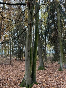 Prodám lesní pozemek v k.ú. Snopoušovy - 7