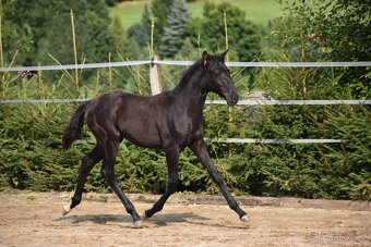 Lusitano černý hřebeček 2025 - 7