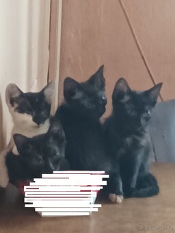 Daruji koťata za odvoz - 7