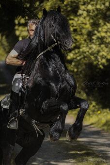 Připouštění černým hřebcem Welsh Cob D - rok 2026 - 7