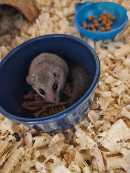 Plšík africký s bydlením... - 7