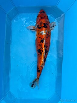 Koi kapři - 7