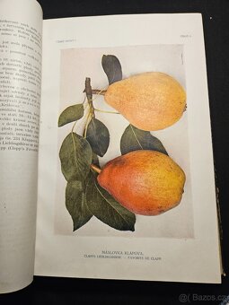 České ovoce Jan Říha - 7