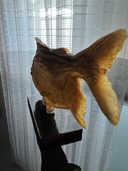 Piranha, exoticka ryba z Brazilie - 7