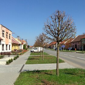 Jarní ořez ovocných stromů, rizikové kácení - 7