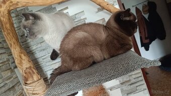 Britský kocourek - 7