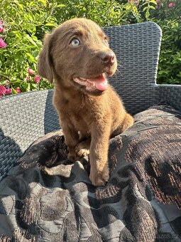štěňata labrador a – připravena k odběru - 7