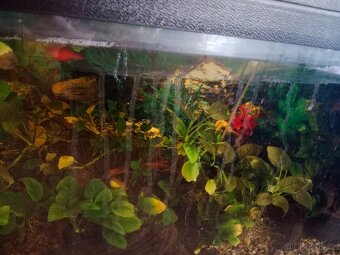 Akvarijní stěna - 7