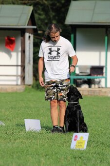 Štěňata labrador x německý ovčák - 7