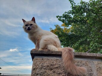 Ragdoll - 7