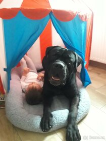 Krycí pes Cane Corso - 7