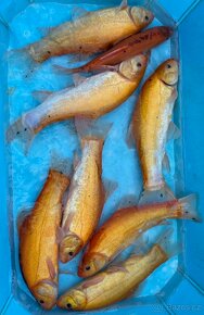 Jezírkové ryby - 7
