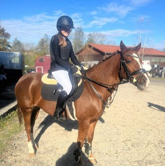 Zkušená pony B klisna - 7