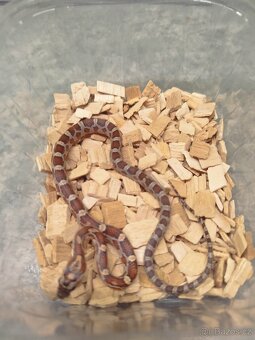 Užovky červené 8/25 classic a diffused - 7