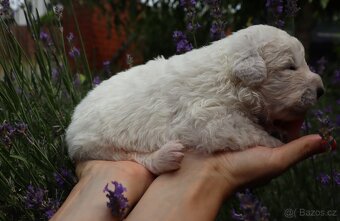 Maremma Sheepdog - Maremmansko Abruzský pastevecký pes - 7