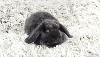 Zakrslý beránek, králíček, králík - BRUNO - 7