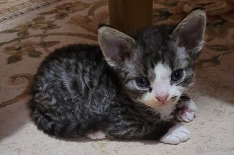 Devon rex koťátka s PP - 7