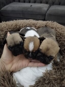 Francouzský buldoček - 7