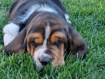 Bassethound - dva trikolorní pejsci s PP - 7