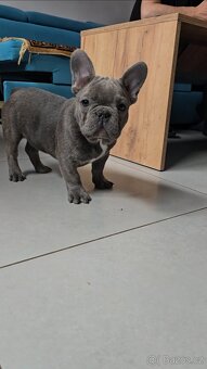 Štěňátka francouzského buldočka – barva blue 🐾 - 7