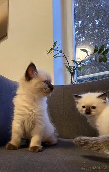 Koťátka Ragdoll - 7