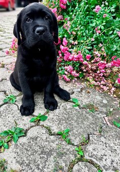 IHNED K ODBĚRU Labradorský Retriever s PP - 7