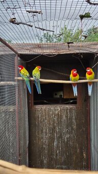 Rosela Golden mantel - 7