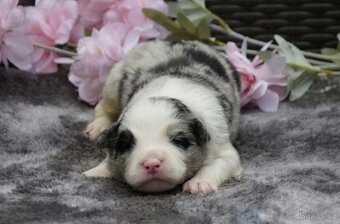 Border kolie - štěňátka s průkazem původu - 7