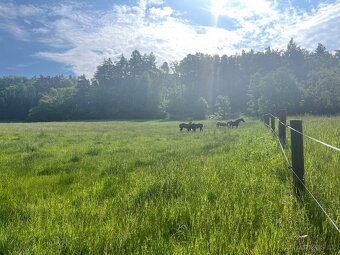 Pastevní ustájení - 7