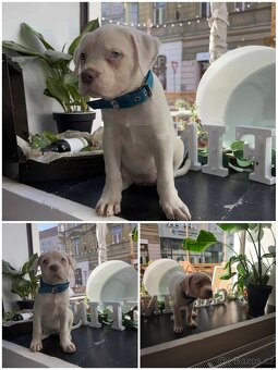American Bully XL TOP rodokmen originál ABKC USA - 7