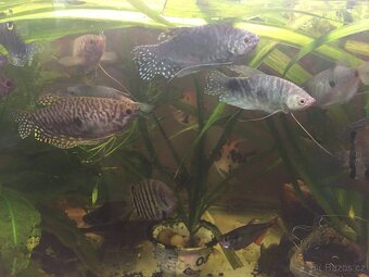 Prodám levně ryby a vodní rostliny - 7