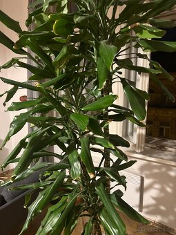 Dracena - dračinec 180 cm vysoká pokojová rostlina - 7
