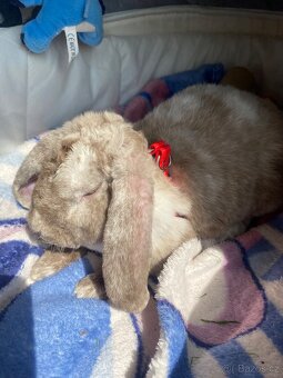 Zakrslý beránek - 7